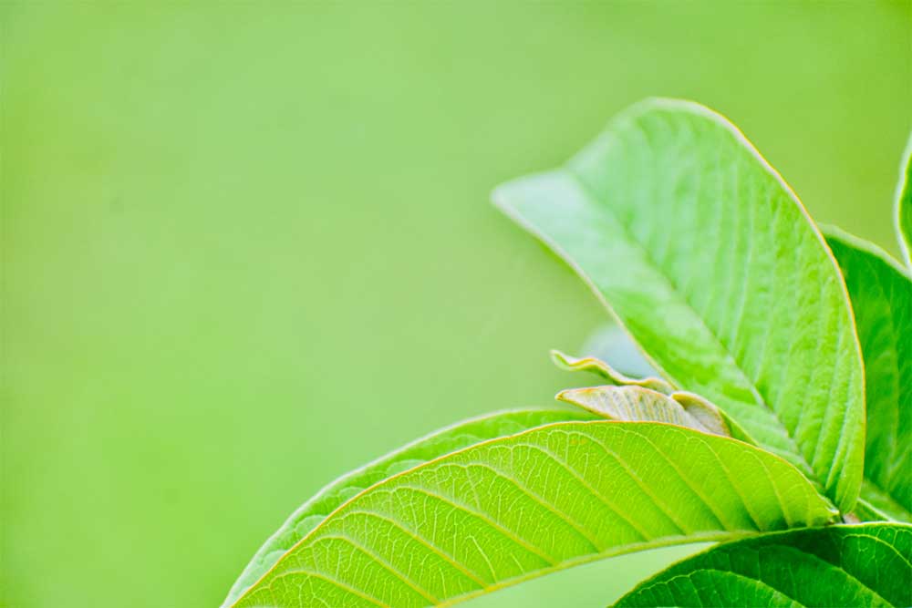 Guava leaves