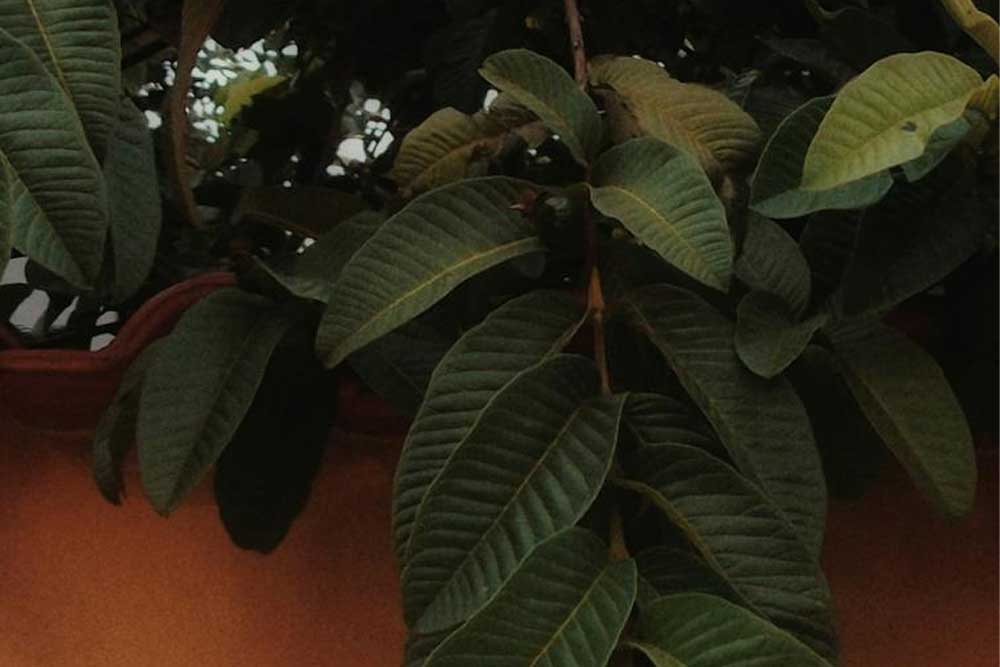 Guava leaves