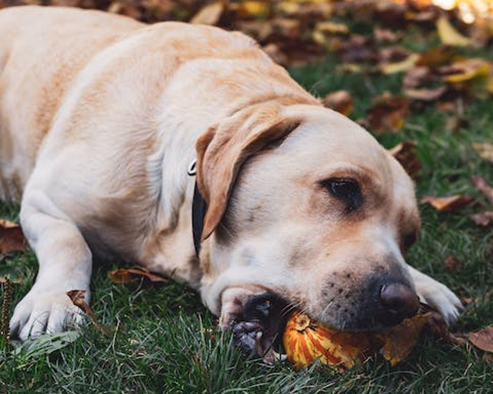 Healthy-food-for-dogs