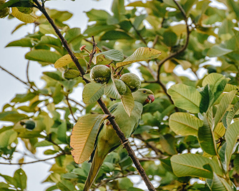 পেয়ারা পাতার বহুমুখী প্রয়োগ