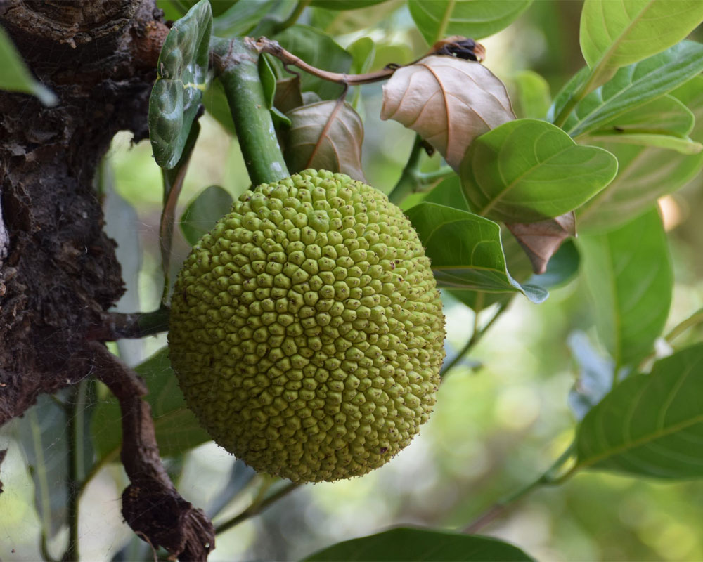 jackfruit leaves 2