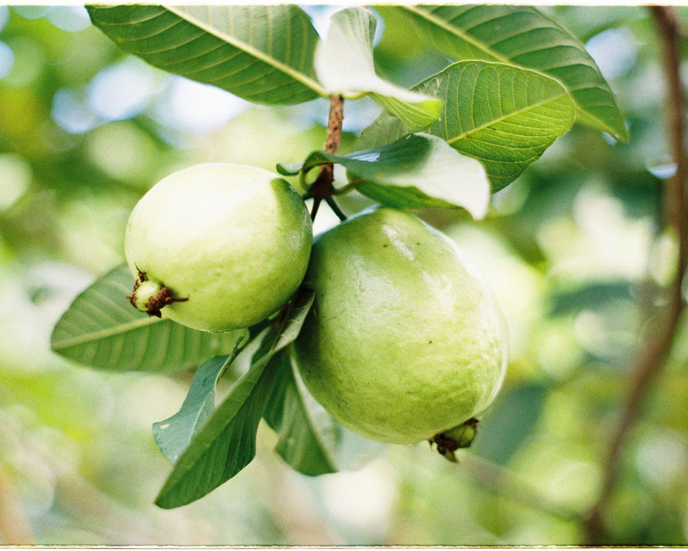 পেয়ারা পাতার বহুমুখী প্রয়োগ