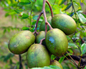 আমড়ার উপকারিতা