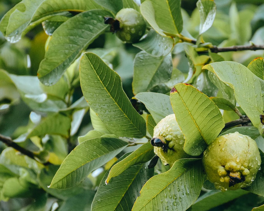 পেয়ারা পাতা দিয়ে চুলের যত্ন