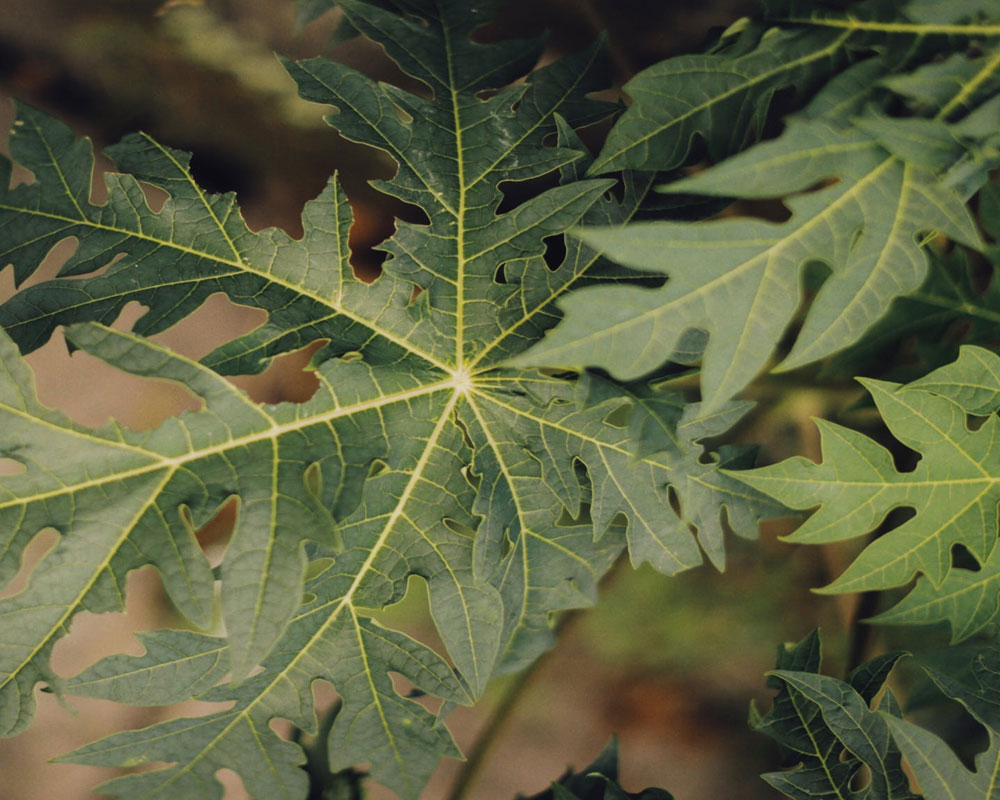 Benefits of Papaya Leaf Juice