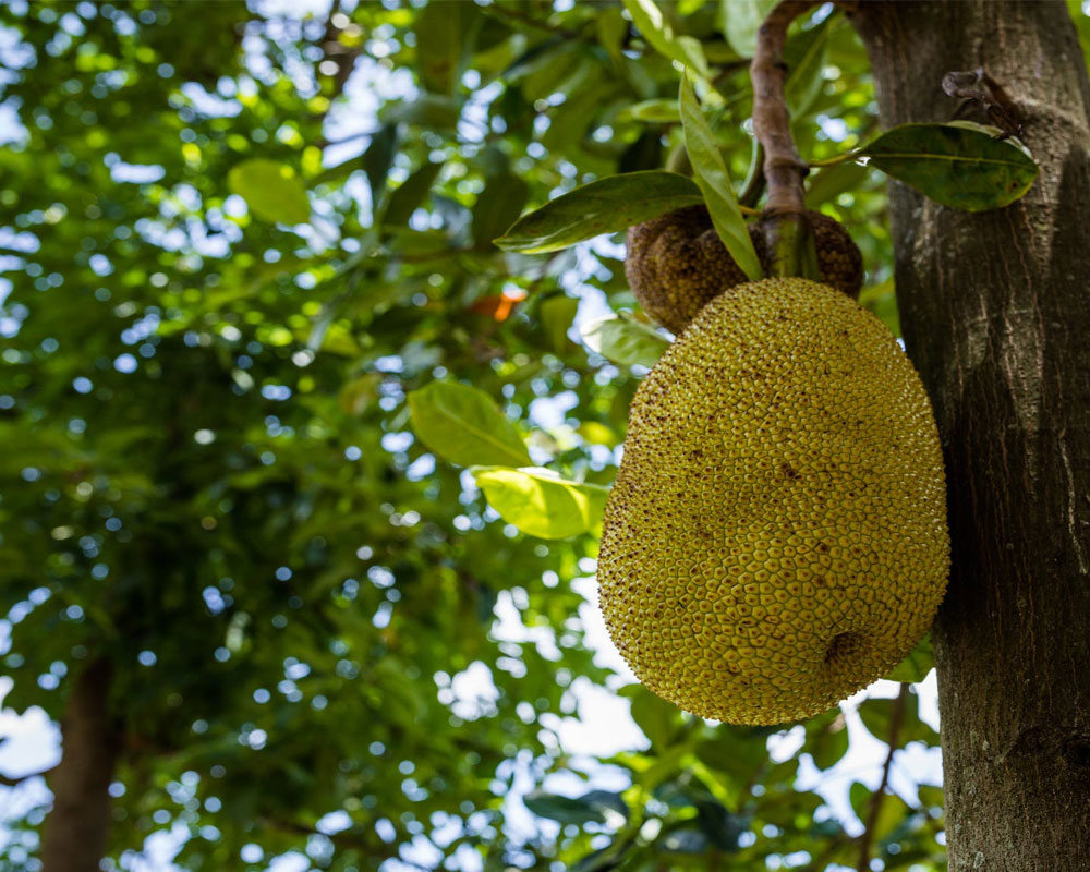 কাঁঠালের উপকারিতা