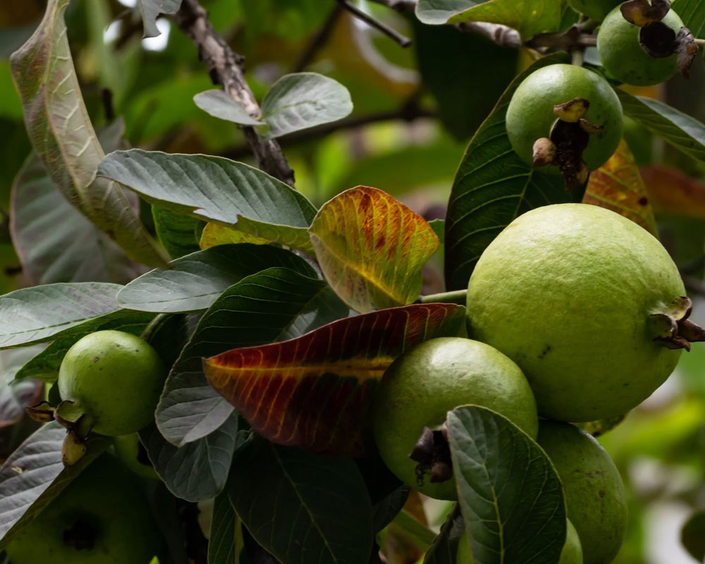 Guava leaves 2