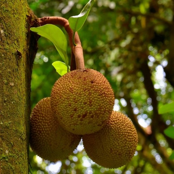 কাঁঠালের উপকারিতা ও অপকারিতা