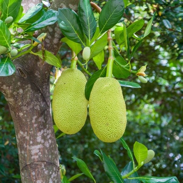 কাঁঠালের উপকারিতা ও অপকারিতা