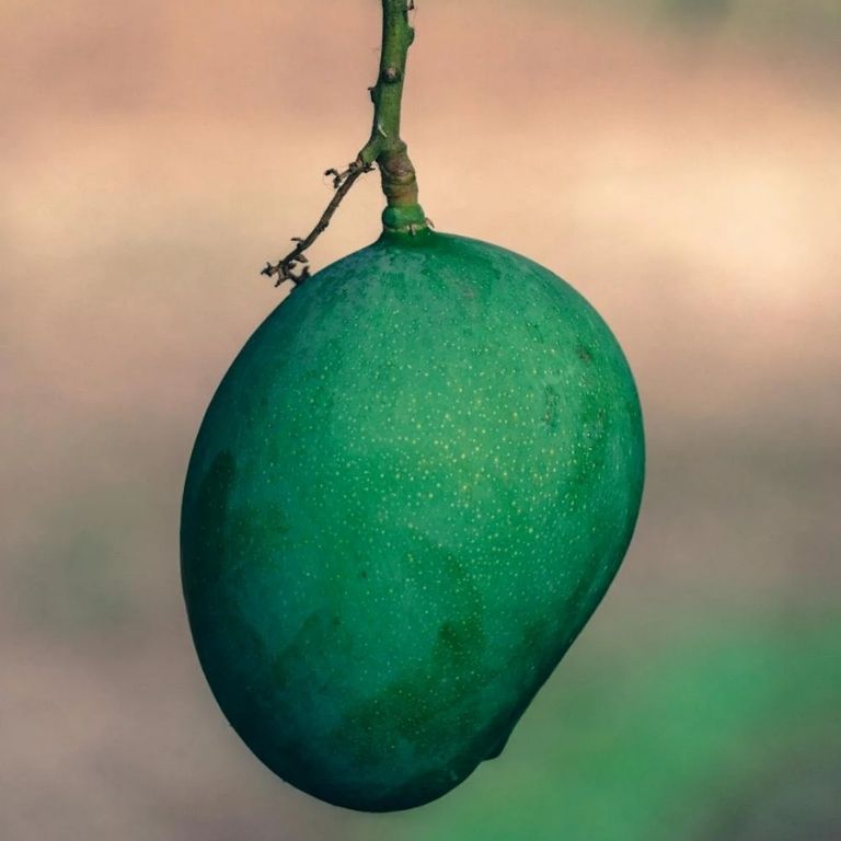 কাঁচা আমের উপকারিতা ও অপকারিতা